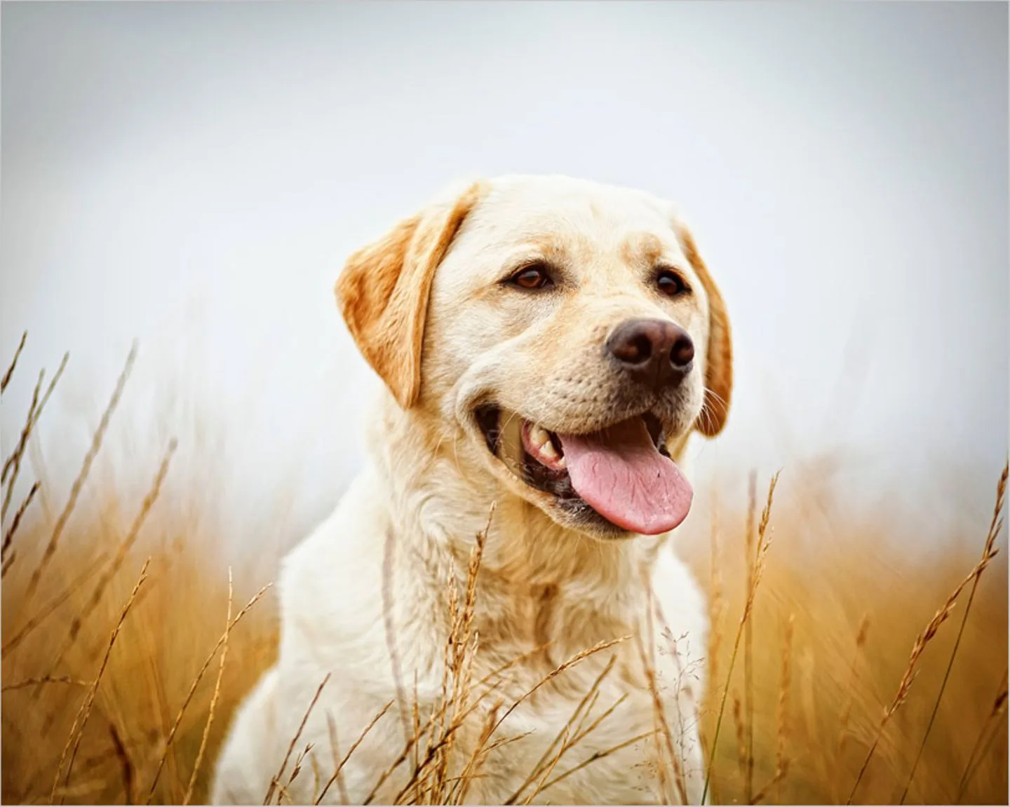 Chien