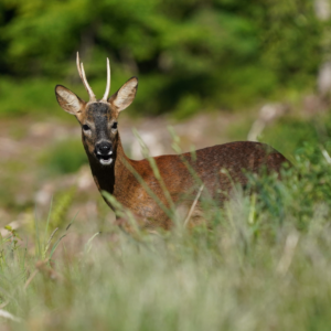 Avis public: chasses en battue