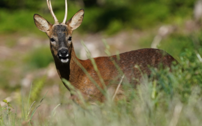 Avis public: chasses en battue