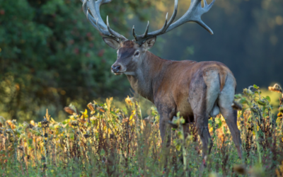 Avis public: chasses en battue